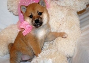 Adorable Shiba Inu Puppies