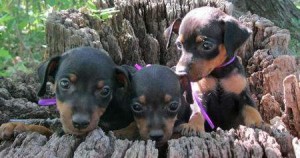 Adoptable Miniature Pinscher Puppies