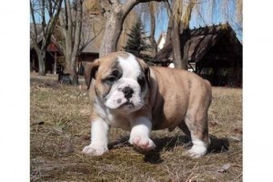 Gorgeous AKC Registered English Bulldog Puppies available