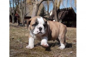 Gorgeous AKC Registered English Bulldog Puppies available