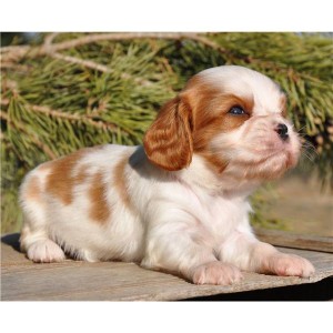 Cavalier King Charles Spaniel