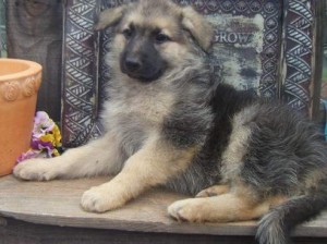 german shepherd puppies