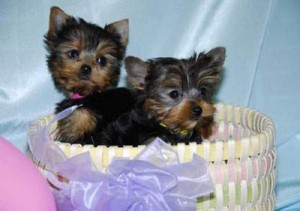 healthy Yorkshire Terrier puppies