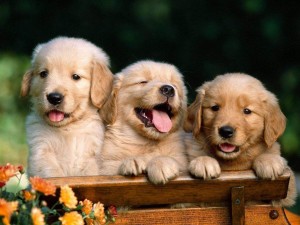 Golden Retriever PUPPIES