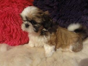 Nice baby face Adorable Teacup shih tzu Puppies For Adoption