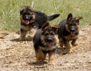 lovely german shepherd puppies