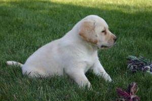 Golden Retriever Puppies