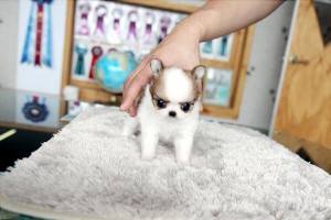 Male and Female Teacup Chihuahua Puppies for Xmas Available!!!