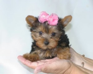 Cute Yorkie puppies for home adoption