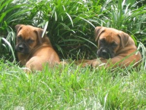 Boxer Puppies For Adoption