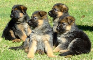 German Shepherd Puppies For Adoption.