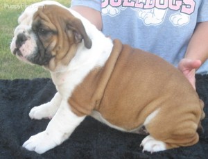 Adorable English bulldog puppies for free adoption