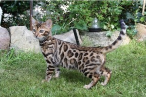 TICA reg. Bengal Kittens