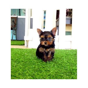 Cutest  teacup Yorkie puppies for adoption
