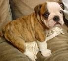 Super macnificien english bulldog for free adoption