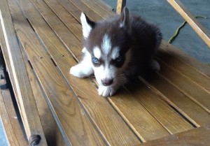 Cute Siberian Husky puppies for sale.