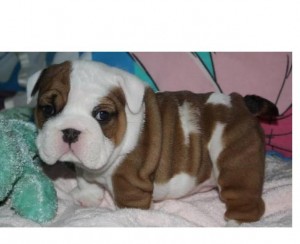 Brindle and White English  Bulldogs