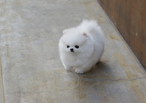 Cream/White Pomeranian Puppies