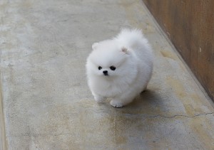 Cream/White Pomeranian Puppies