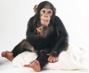 baby chimpazee for sale