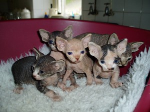 Charming Sphynx Kittens Ready For Adoption