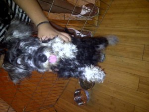 Schnauzer Female Puppy,