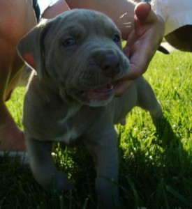 blue nose pitbull puppy with papers