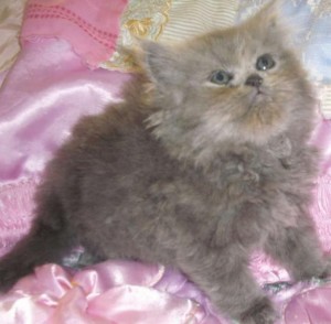 Beautiful Cfa Reg Persian Kitten - Blue Male