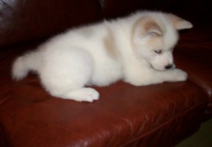 very happy and adorable Siberian Husky puppies