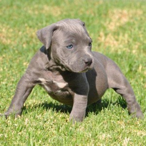 3 pure breed pitbull puppies available