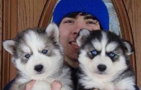 Pottytrained Siberian Husky  Puppies