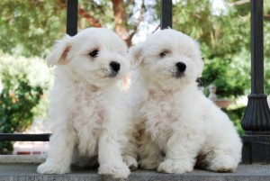 Ex-mass Extra Charming Top Quality Male and Female Tea-cup Maltese Puppies For Adoption in a Good Home Now .
