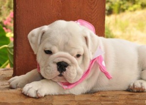 male and female bulldog puppies ready for a new family to join now,