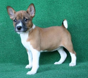 home and potty trained Basenji puppies