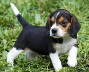 AKC Registered Beagle puppies