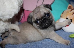 Pedigree proven Pug puppies