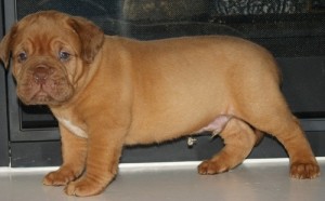 CKC Registered Dogue de Bordeuax Puppies for rehoming