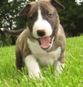 AKC Registered Bull Terrier puppies