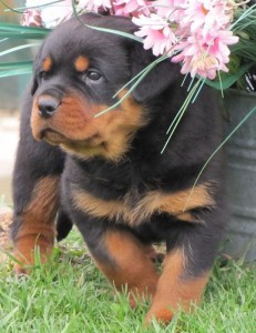 Micro Rottweiler Puppies Ready for adoption