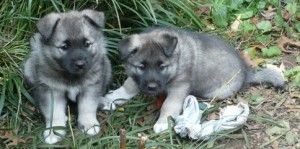 Norwegian Elkhound Puppies  for adoption