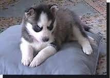 Cute And Adorable Siberian Husky Puppies
