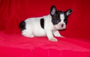 Gorgeous French Bulldog puppies