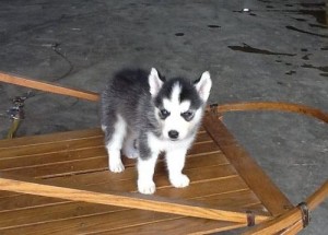 siberian husky puppy DOGGIES FAT FAT BABY SO SWEET for Adoption