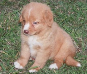 Nova Scotia Duck Tolling Retriever puppies