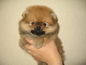 Toy Spitz Pomeranian