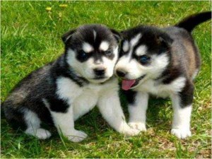 Adorable Hand Raised Male and Female Siberian Husky puppies raised