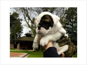 Male and Female English Bulldog Puppies