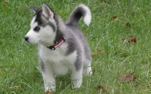 Blue Eyes Quality Siberian Husky Puppies Available