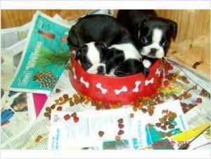 intelligent Boston Terrier pups for a loving family