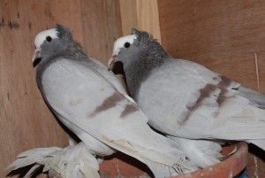 Different breeds of fancy pigeons for sale